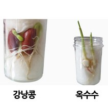 여러 가지 식물의 한살이(1인)-DHY