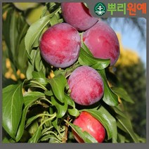 자두나무 묘목 후무사왕자두나무 2년생 봄에 심을만한 묘목 ys