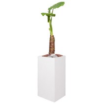 세시의정원사 자체제작 알로카시아 고급화분 서울 경기 당일배송, 11.알로카시아+01.흰색 직사각형, 11.알로카시아, 01.흰색 직사각형