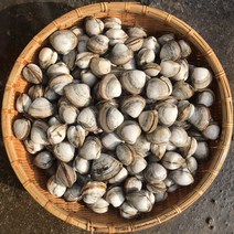 동죽 1kg 물총조개 제철 캠핑모듬조개 해산물 수산물 어패류 바지락 째복 명주 비단 갈미 백합조개 백상합 모시 뿔소라 대왕 참가리비구이 키조개 전복 삐뚤이소라 밀고동 돌조개 흠스, 2개, 2kg