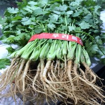 고수 1KG 당일수확 생산자직거래 향신료 나물 고수풀 코리앤더 코리엔더 샹차이 실란트로