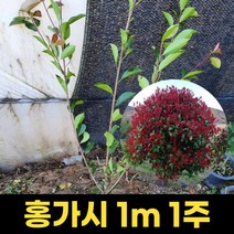 홍가시나무 1m 레드로빈 묘목 꽃 조경수 정원수 정원 마당 나무, 1개
