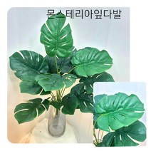 잎다발(대)-몬스테리아, 애로루트