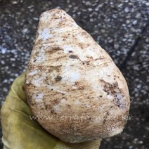 테라팜 배추뿌리 (1KG) 조선배추 배추꼬랭이 2023년, 1팩, 1KG