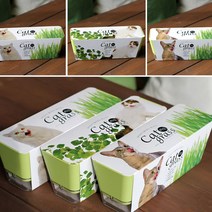 키우기쉬운 고양이풀 캣닢 재배 투톤화분 세트 인테리어화분-72394EA-72394EA, 다팔아 귀리