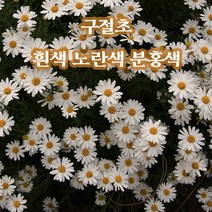 뿌리로템원예종묘_구절초 흰색 분홍색 노란색 3종 10개 포트 다년초 야생화 지피식물, 분홍 구절초 포트 10개