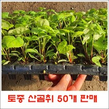 토종곰취 모종 50주 = (105구 트레이모종 반판) 판매., 1개<곰취트레이 50주