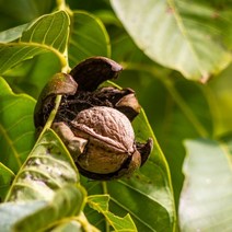 향수묘목농원 상촌호두나무 묘목실생, 40cm~60cm내외, 1개