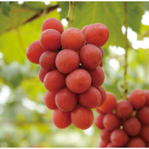 [농업의 신]루비로망 포도나무 접목1년생 묘목 과실수 유실수