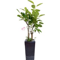 꽃뜨랑 공기정화식물 개업화분 스투키 행운목 금전수 전국당일꽃배달 꽃화분, C14 뱅갈고무나무, 1개