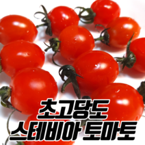 초고당도 스테비아 토마토 완숙 토망고 방울 단마토 설탕토마토 망고토마토 샤인마토, 01 스테비아 방울토마토 500g
