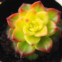 매직쨈골드 키우기 쉬운 실내 거실 다육 식물 화분 랜덤발송, 단품