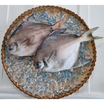 목포 국내 자연산 반건조 병어 특대2미(250g 25cm) 제사병어 실내 냉건조기계에서 건조 깨끗하고 위생적임, 1개