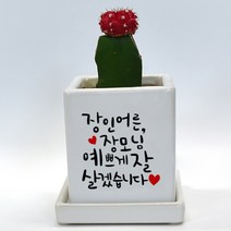 상견례선물 캘리그라피 컬러 미니화분 - 예쁘게 잘 살겠습니다, 화이트, 와이드화분(+18000원), 뒷면인쇄선택(+5000)