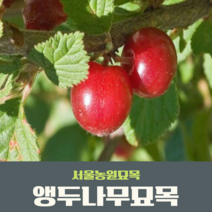 서울묘목농원/앵두나무 결실주 R2점분묘 유실수 관상수 조경수, 1개