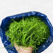 세발나물 갯나물 1kg 2kg 4kg, 세발나물 2kg, 1개