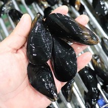 [착한어부] 국내산 홍합 5kg, 상세페이지 참조