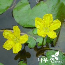 [나무인] 노랑어리연 수생식물, 1개