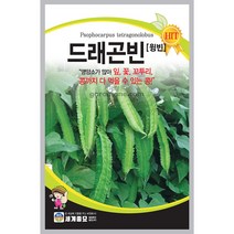 드래곤빈 씨앗 날개콩 씨앗 콩씨앗 콩 종자 30알