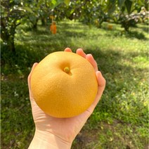 <루시.앤> 나주 수확 가정용 신고배 5/7.5kg / 성장촉진제 미사용 유기농 자연농법 초생재배법으로 재배하여 안심하고 드실 수 있습니다^^, 7.5kg / 8-9과” class=”wr-img”></a></div>
</p></div>
</p></div>
</p></div>
<div class=