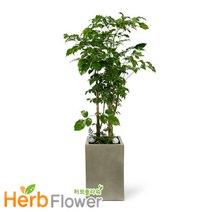 2m대형화분 개업화분 행운목 금전수 황금죽 축하화분 전국당일꽃배달, A-01 대박나무