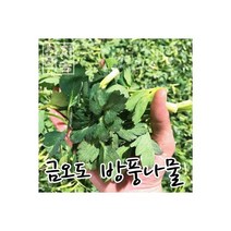 여수 금오도 방풍나물 향긋하고 달콤쌉싸름한 자연산 봄나물 2kg 118723