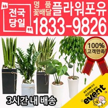 개업축하화분배달 금전수 돈나무 산세베리아 극락조 뱅갈고무나무 해피트리 행운목 녹보수 크로톤 스투키 개업식 개업선물 집들이 거실화분, (선택01)초화모듬