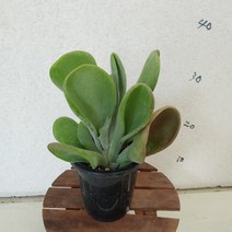 성심꽃농원 (성심꽃농원) 호빛당인 (다육이)