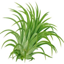 잎새몰 틸란드시아 이오난사 10cm, 1개
