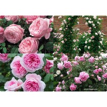 영국 장미 묘목/데이비드 오스틴 장미(David Austin Rose), 더 락 어센딩, 1개