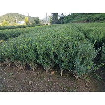 [풍성묘목농원] 꽝꽝나무 10개묶음 50cm내외 묘목 재배농원직송 상록수 조경수 정원수 관상수 생울타리 토피어리, 꽝꽝나무 50cm 특묘 10주