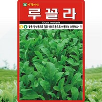루꼴라 씨앗 루꼴라 씨 로켓샐러드 종자 2000립