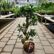 가지마루 분재형 대만고무나무 꽃비관엽, 1개