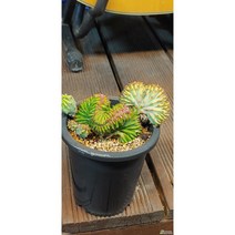 팅커벨 용심목철화(랜덤)