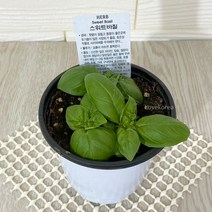 향이 좋은 스위트바질 키우기 쉬운 실내 공기청정 희귀 도매화원 식물, 단품