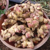 생강 23년 햇생강 흙생강 1kg 국내산, 1개