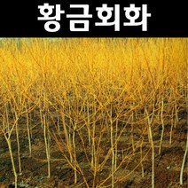 황금회화 나무 묘목 R4~5cm 개화주(분) 1개/정원/공원/조경수
