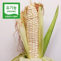 [웰굿][유기농] 강원도 미백 찰옥수수 10개(16cm내외 개당300g내외), 상세 설명 참조