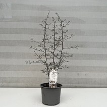 [다은꽃농원]마오리코로키아 코트니스터 크로키아 키우기쉬운 실내공기정화식물 이국적인 느낌의 인테리어
