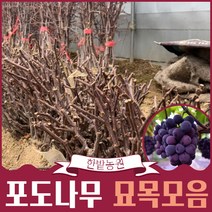 포도나무 묘목 1년생 캠벨 샤인머스켓 자옥 MBA 머루 산머루 거봉