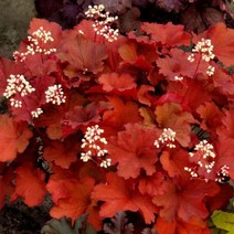 휴케라/리오/5치포트/묘목/d0672, 1개