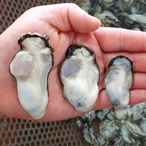 통영 당일조업 산지직송 깐굴 생굴 석화, 하프셀30미내외