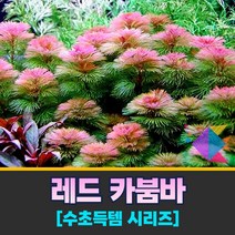 [착한수초] 득템수초 붉은 수초의 기본 레드 카붐바 15줄기 구피 미니어항 새우 수초세트 수초어항 은신처 초보수초