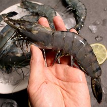 블랙타이거 새우 냉동새우 캠핑음식 요리 10미 15미 20미 25미 30미, 2.블랙타이거 새우 15미 x 1팩