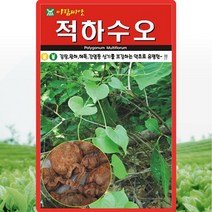 적하수오 씨앗 하수오 씨 종자 50립, 1개