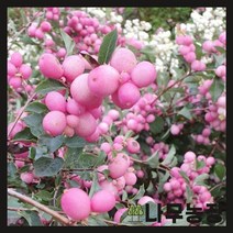 (나무농장) 스노우베리(매직베리) 2리터 포트