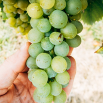 욜케이유 김천 샤인머스켓 제철 애플청포도 씨없는 거봉 2kg 4kg 6kg 샤인머스캣, 정품 2kg (1~2수)