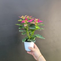 반려식물 핑크포인세티아 소품 핑크 152539