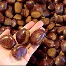 햇공주밤 1KG 칼집O 밤삶기 옥광밤 밤보관법 공주밤, 본상품선택