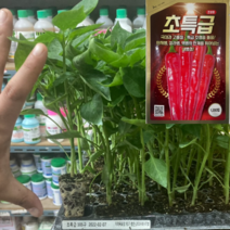 고추모종 농우바이오 초특급105구 72구 신품종 복합내병계 단지권선호 중생종 중간매운맛